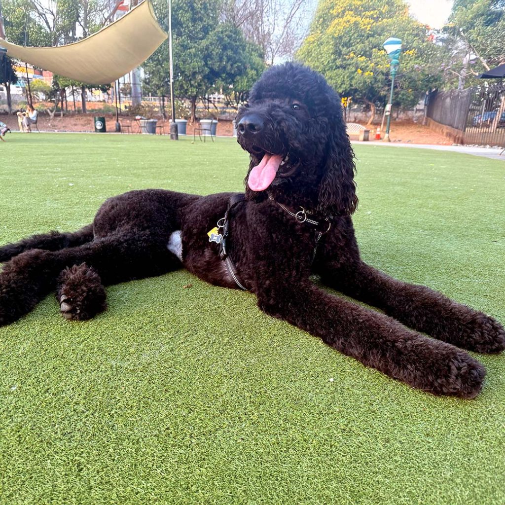 A black labradoodle, stretched out on grass in a park.